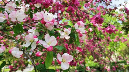 Spring Flowering Tree with Pink Blooms