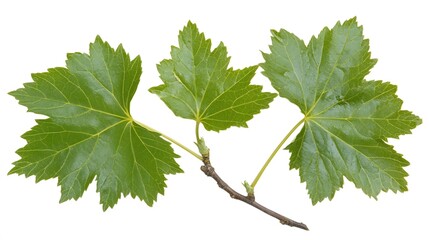 Three Green Leaves on Branch Close Up Macro Photography