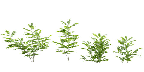 Collection of Morus plants on transparent background