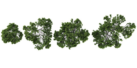 Fototapeta premium Pinus trees collection with realistic style from top view