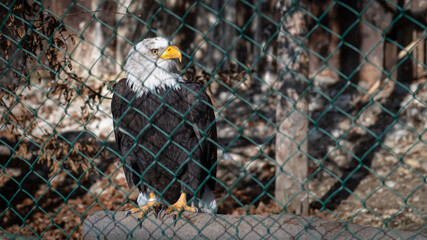 Bald eagle in the cage