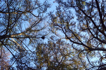 cielo del bosque 
