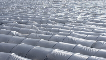 Fototapeta premium Vegetable squash resting in the evening after basking in the sunlight under a low plastic tunnel.