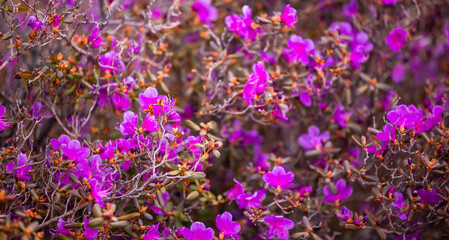 Closeup Blooming pink maralnik in spring mountains of Altai siberia Russia