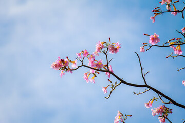 Closeup Flower Bloom in Nature