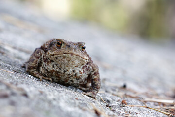 Large toad on rocky forest floor in Swedish countryside