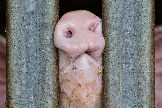 Pig standing in a stable and pressing snout between metal bars of enclosure