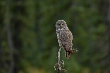 Great gray owl in Canada