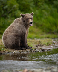 Brown Bear Fishing for Salmon in Alaska