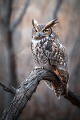 Large owl perched on tree branch