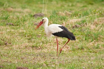 White Stork Walking with Twigs in its Beak for Nest
