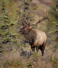 Bull elk during the rut in the Canadian Rockies