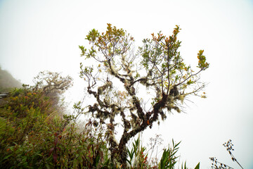 tree in the misty foggy sky
