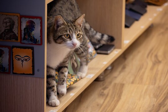 Curious tabby cat on wooden shelf with artwork.