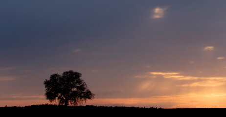 Watching the sunset with its magical colors under a solitary oak tree on a Mediterranean evening can beautifully evoke love and romance