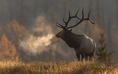 Obraz premium Bull elk during the rut in the Canadian Rockies