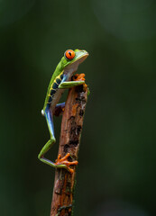 Red-eyed tree frog  in Costa Rica