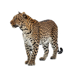 Fototapeta premium jaguar on a white background