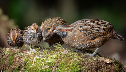 Spotted wood quail in Costa Rica