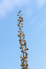 In the Mediterranean region, a dry flower stalk of Sea onion, squill or sea squill (Drimia maritima) with seedpods that are  used for medicinal purposes.