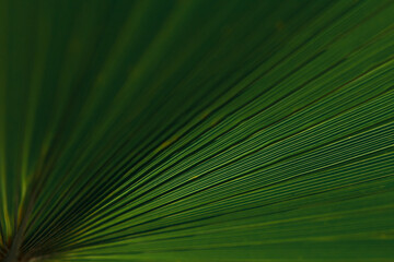 Obraz premium Close up of green ruffled fan palm tree