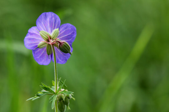 Blooming flower of Geranium pratense also known as Meadow Cranesbill in meadow