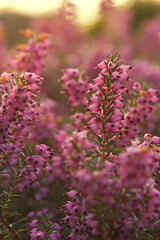 Obraz premium Flowers in botanical garden in warm sunlight in summer