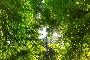 Dense leafy canopy formed by several trees leaving only a small window to the sky