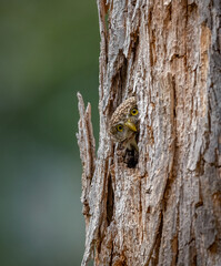A pygmy owl in Costa Rica