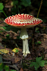 Close-up of a fly agaric Amanita muscaria in a Swedish forest