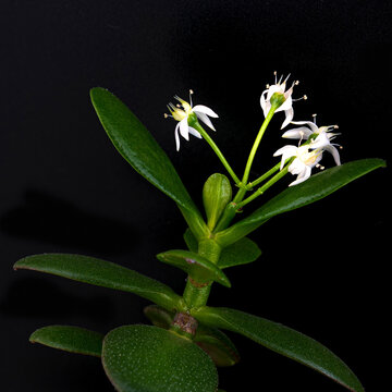 Zweig eines Geldbaumes / Pfennigbaums (Crassula ovata) der bl&uuml;ht auf schwarzem Hintergrund