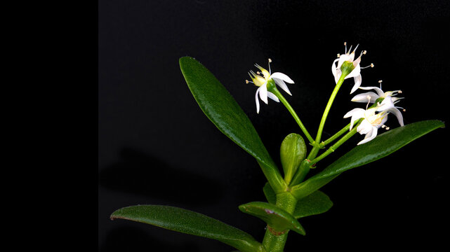 Zweig eines Geldbaumes / Pfennigbaums (Crassula ovata) der bl&uuml;ht auf schwarzem Hintergrund