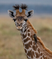 Giraffe at sunrise in Africa
