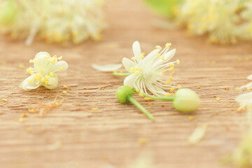Linden flowers, buds and petals on wooden rustic background, closeup, sleep and relax ingredient, natural medicine and naturopathy concept