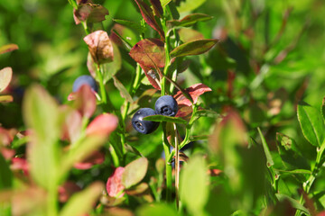 Blueberries