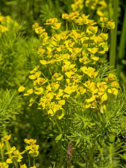 bright yellow cypress spurge flowers - Euphorbia cyparissias 