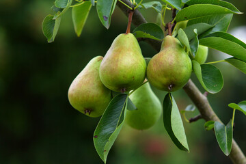 Several fresh pears hanging from tree branch in autumn before harvest season
