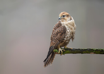 Saker falcon ( falco cherrug ) close up
