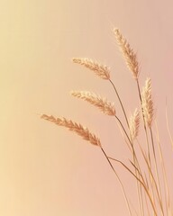 Obraz premium Golden Wheat Ears Cut Out Against a Soft Gradient Background for Minimalist Design
