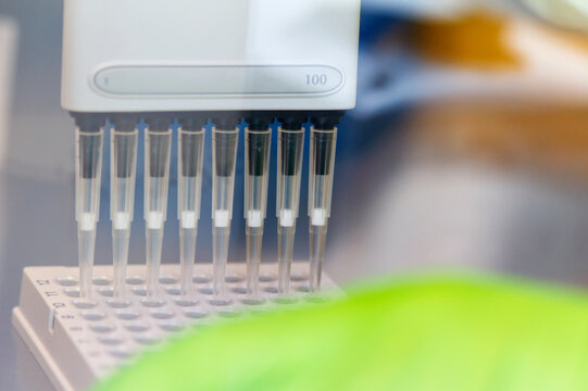 Research scientist pipetting SARS_CoV-2 samples to a plate using a multichannel pipette