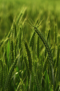 Green ears of corn during late spring time