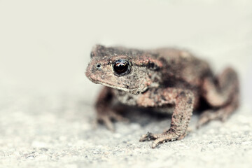 Close-up of a common toad outdoors during summer