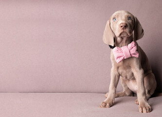 Adorable Weimaraner Puppy with Pink Bow Tie