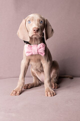 Adorable Weimaraner Puppy with Pink Bow Tie