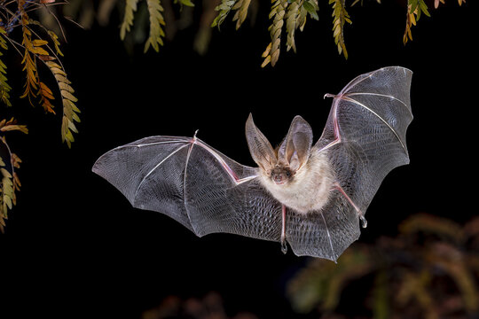 Brown Long-Eared Bat in Forest Environment
