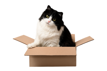 Cute black and white cat sits in a cardboard box. Box with cat isolated on white background.