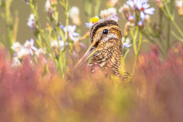 Common snipe wader bird in marshland background