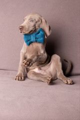 Elegant Weimaraner Puppy with Blue Bow Tie – Studio Portrait