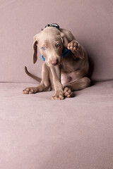 Elegant Weimaraner Puppy with Blue Bow Tie – Studio Portrait