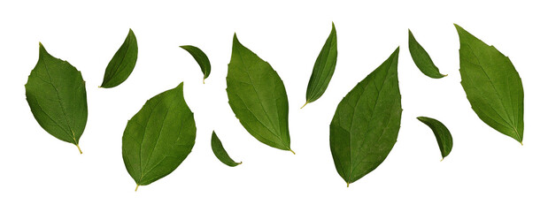 Jasmine leaves isolated on white background. Design element for creating postcards, collages, botanical compositions, levitations.